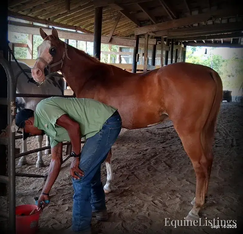 Rocky Sorrel Gelding Paint - Photo 8