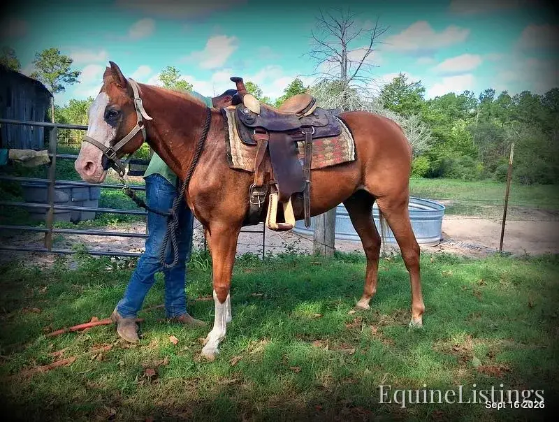 Rocky Sorrel Gelding Paint - Photo 9