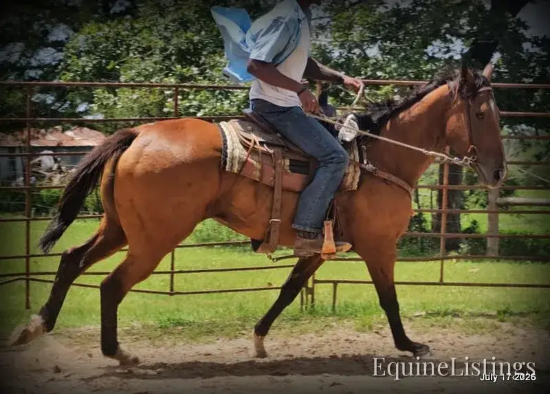 River Bay Mare Quarter Horse - Photo 11