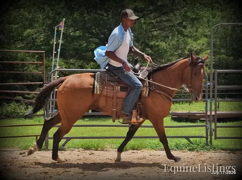 River Bay Mare Quarter Horse - Photo 12