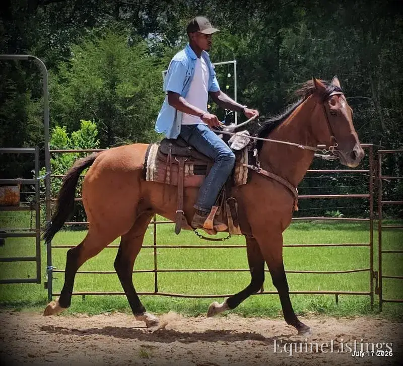 River Bay Mare Quarter Horse - Photo 13