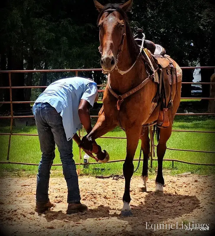 River Bay Mare Quarter Horse - Photo 15