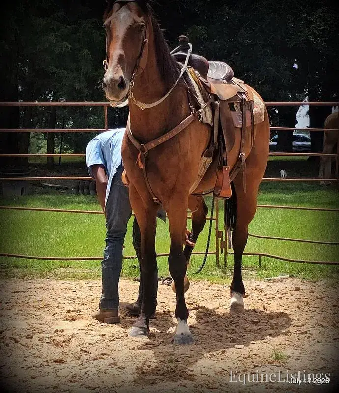 River Bay Mare Quarter Horse - Photo 2