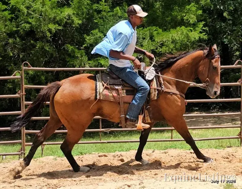 River Bay Mare Quarter Horse - Photo 3