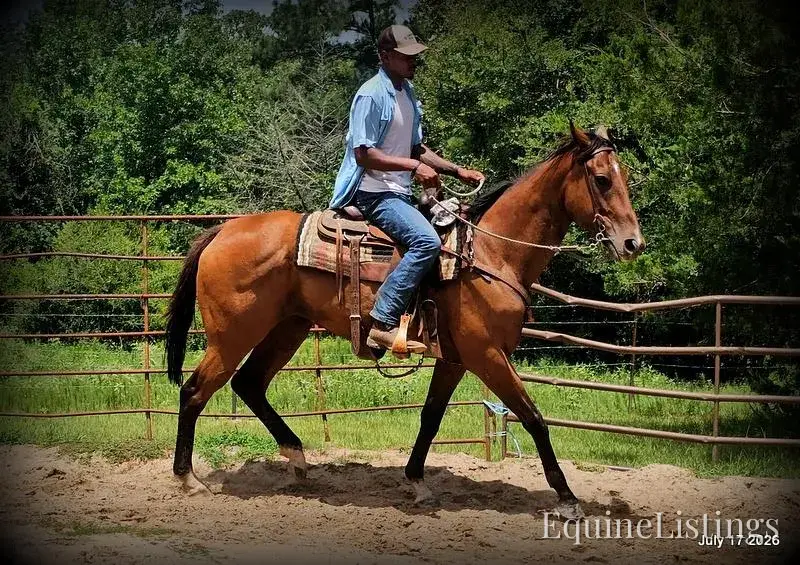 River Bay Mare Quarter Horse - Photo 5