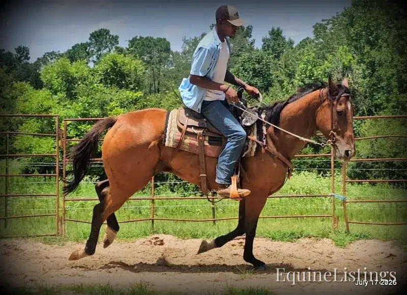 River Bay Mare Quarter Horse - Photo 6