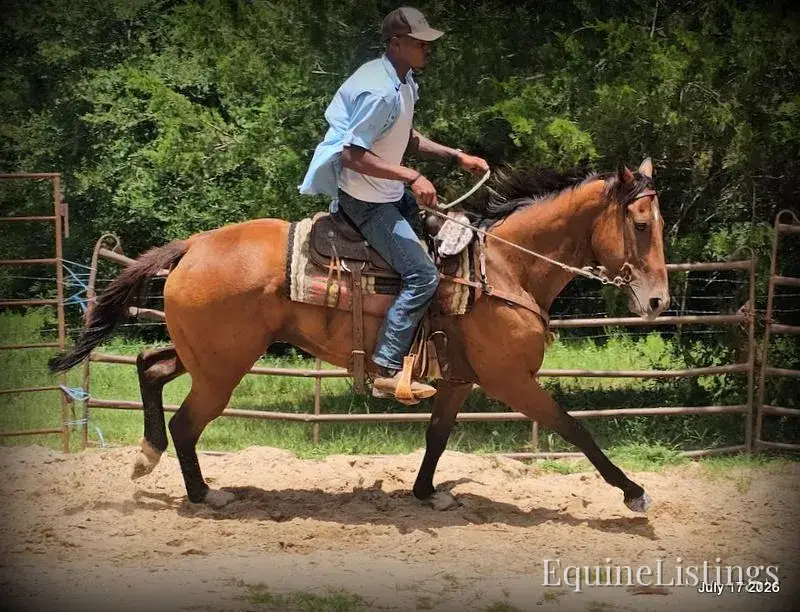 River Bay Mare Quarter Horse - Photo 7
