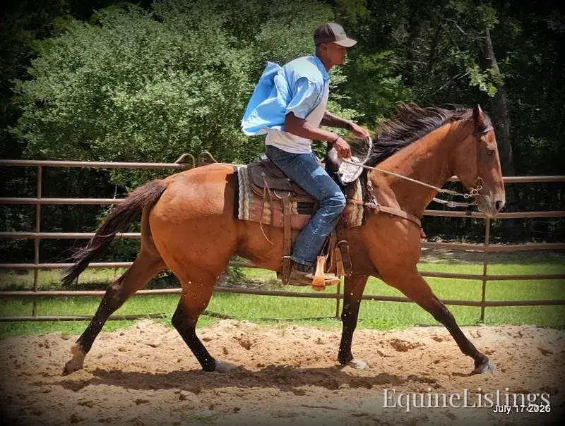 River Bay Mare Quarter Horse - Photo 8