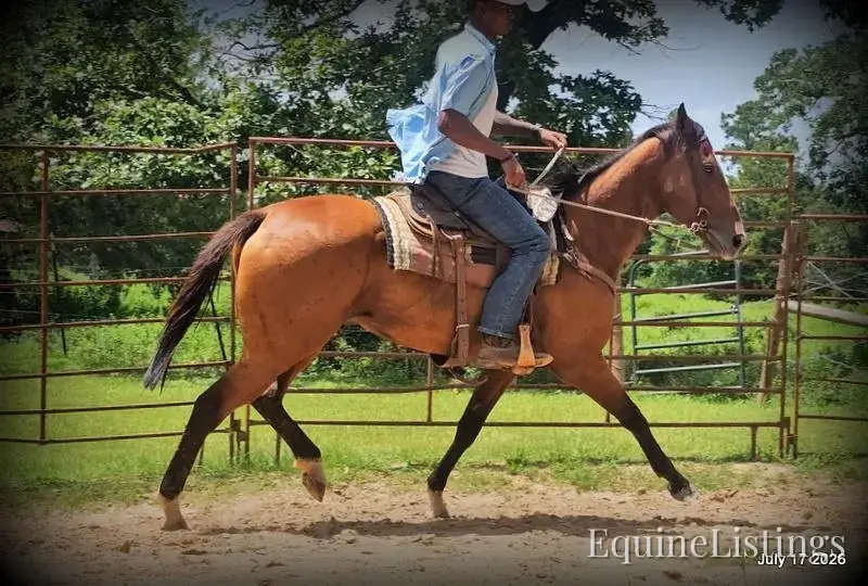 River Bay Mare Quarter Horse - Photo 9