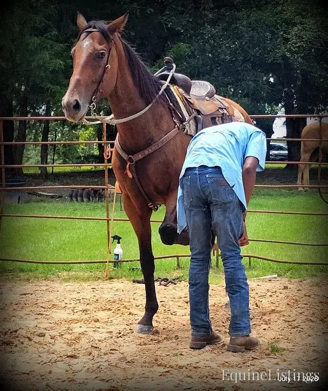 River Bay Mare Quarter Horse - Photo 10