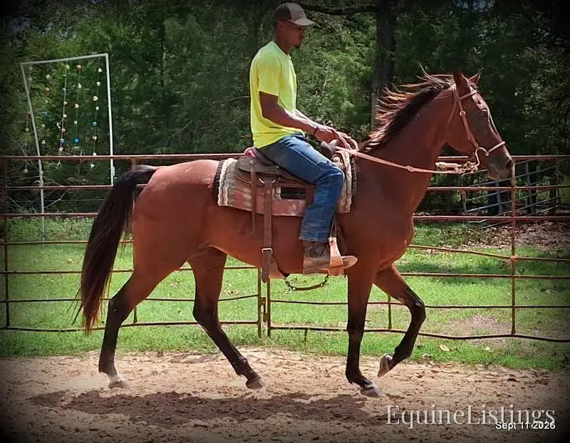 Jessica's Beauty Bay Mare Standardbred - Photo 11
