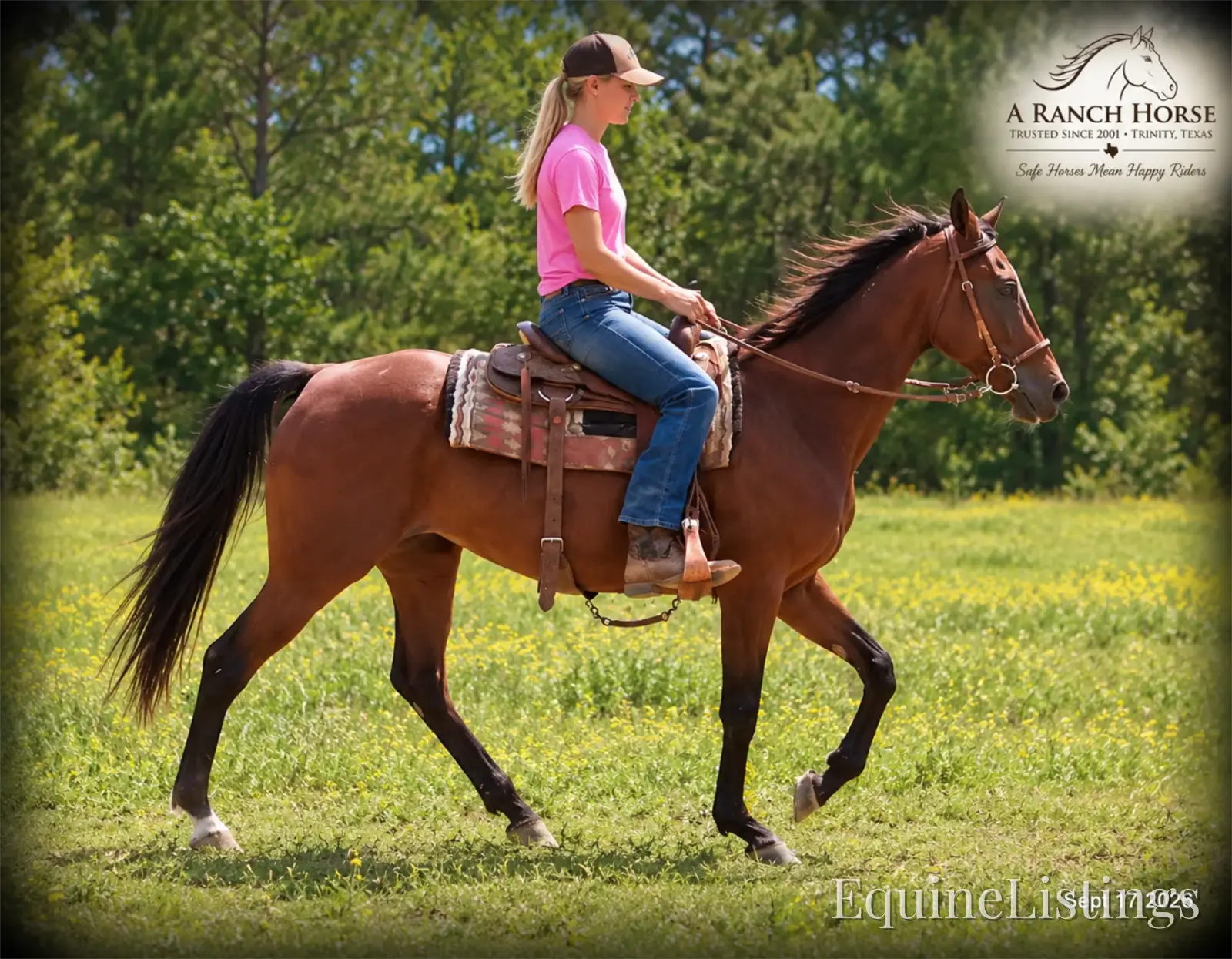 Jessica's Beauty Bay Mare Standardbred - Photo 12