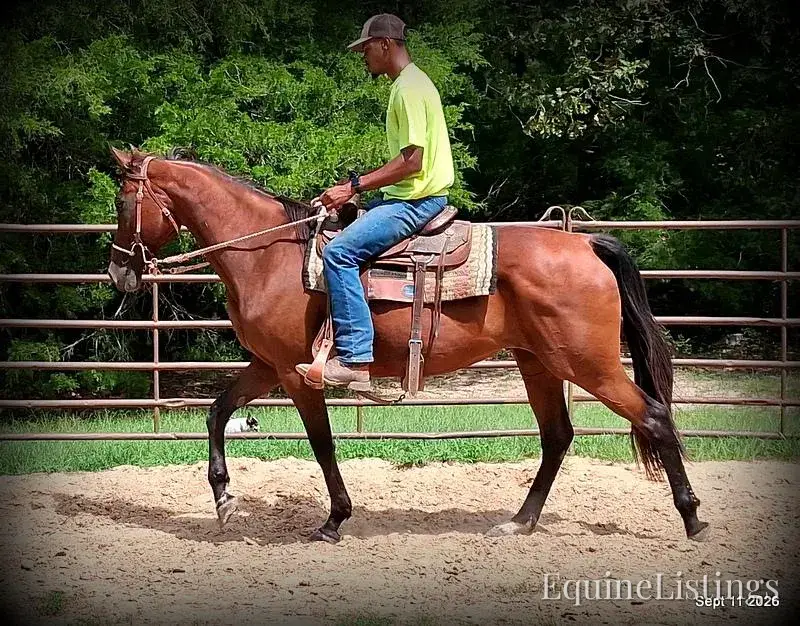 Jessica's Beauty Bay Mare Standardbred - Photo 13