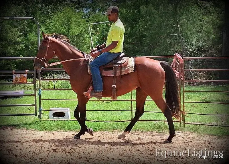 Jessica's Beauty Bay Mare Standardbred - Photo 3