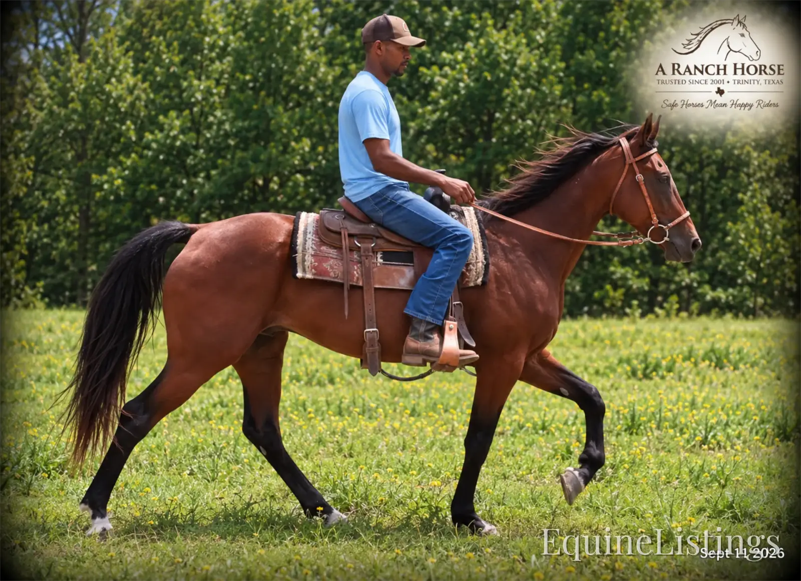 Jessica's Beauty Bay Mare Standardbred - Photo 4