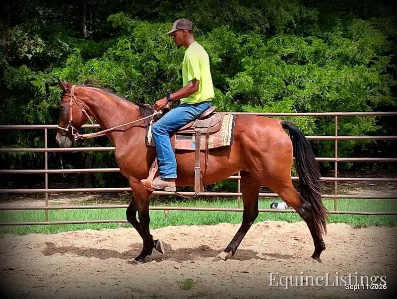 Jessica's Beauty Bay Mare Standardbred - Photo 5