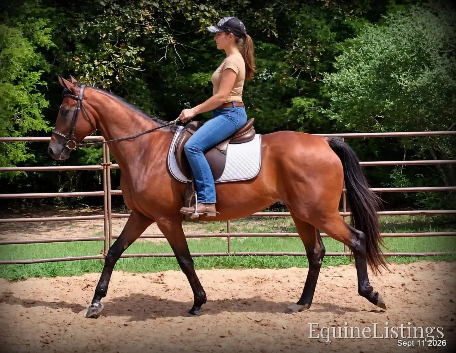Jessica's Beauty Bay Mare Standardbred - Photo 6