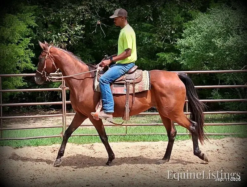Jessica's Beauty Bay Mare Standardbred - Photo 7