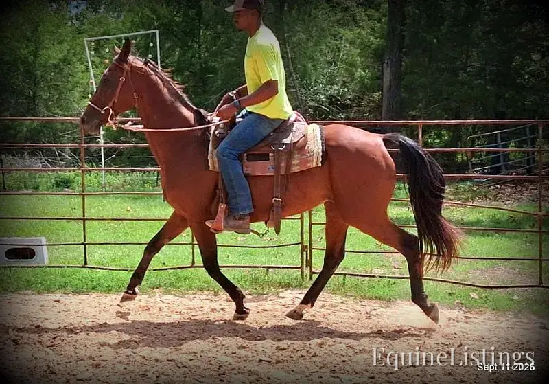 Jessica's Beauty Bay Mare Standardbred - Photo 8
