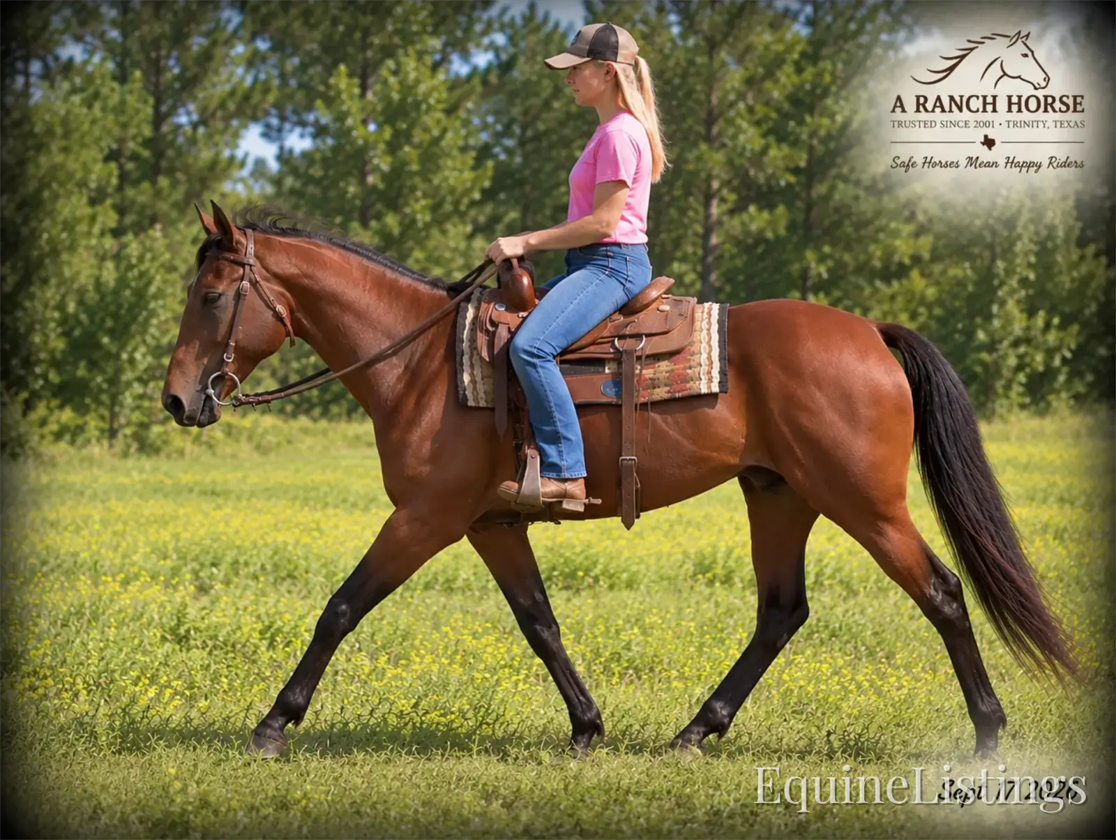 Jessica's Beauty Bay Mare Standardbred