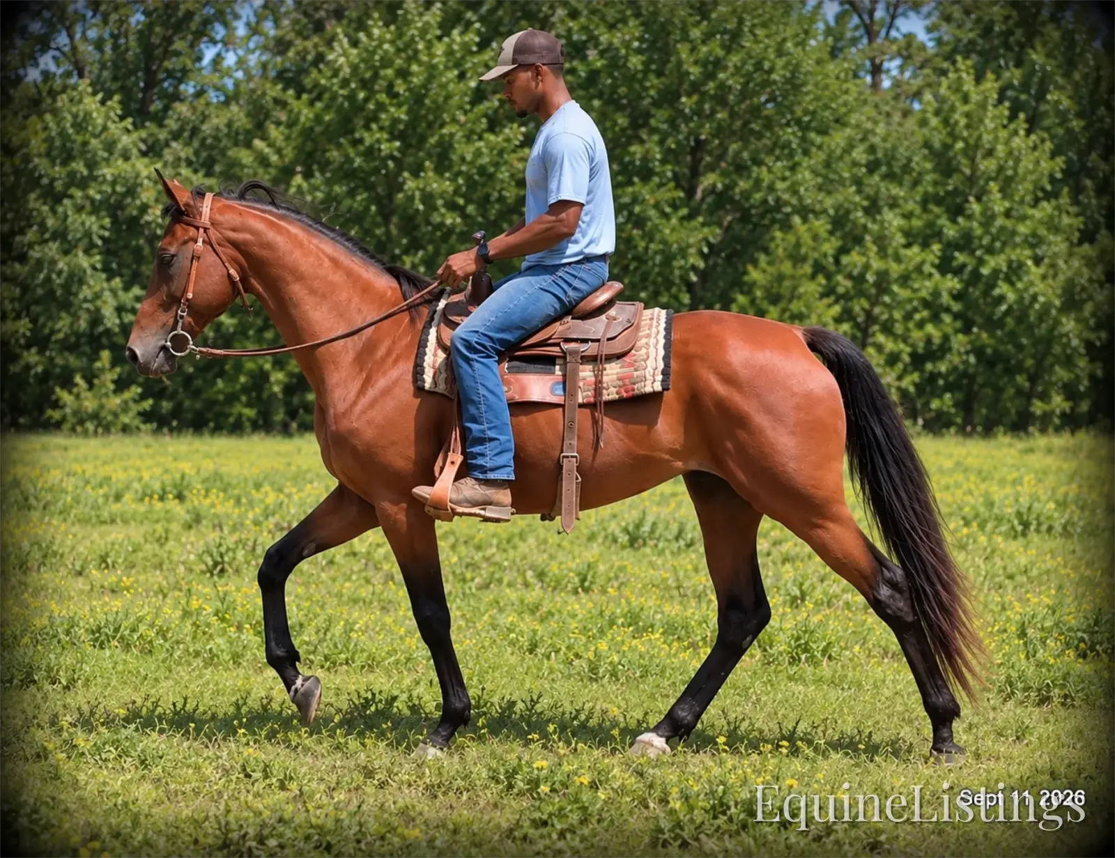Jessica's Beauty Bay Mare Standardbred - Photo 9