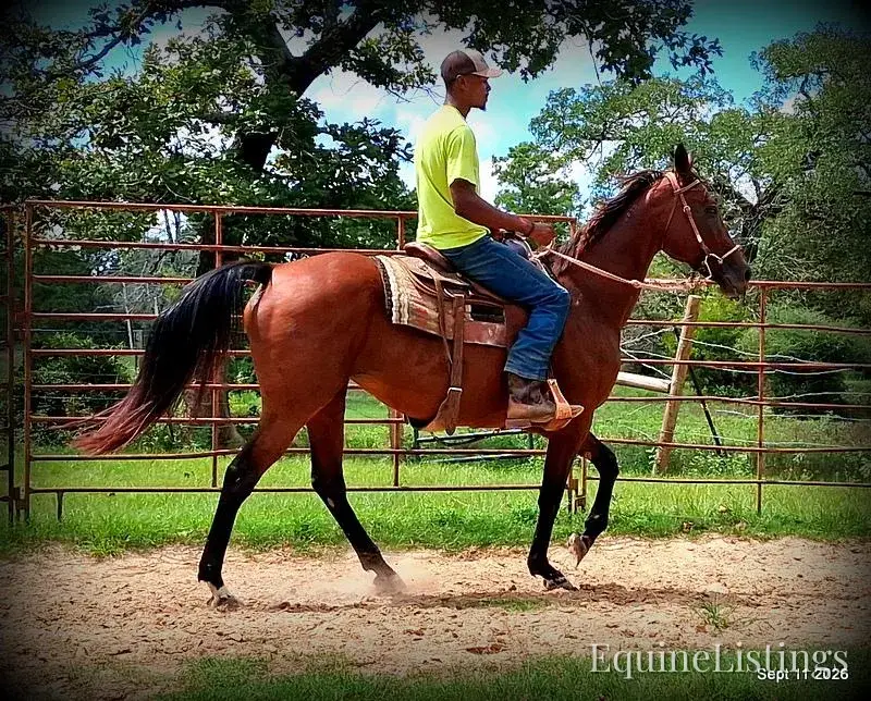 Jessica's Beauty Bay Mare Standardbred - Photo 10