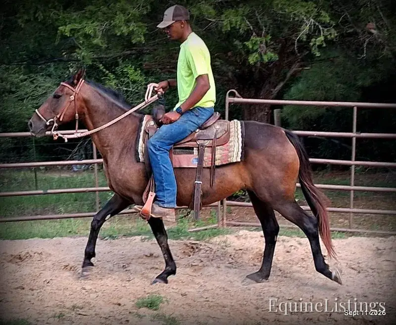 Pop-Tart Kid Safe Bay Mare Quarter Pony - Photo 2