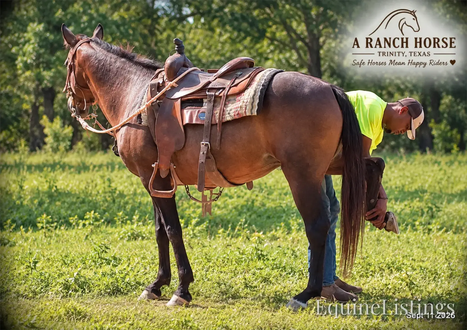 Pop-Tart Kid Safe Bay Mare Quarter Pony - Photo 3