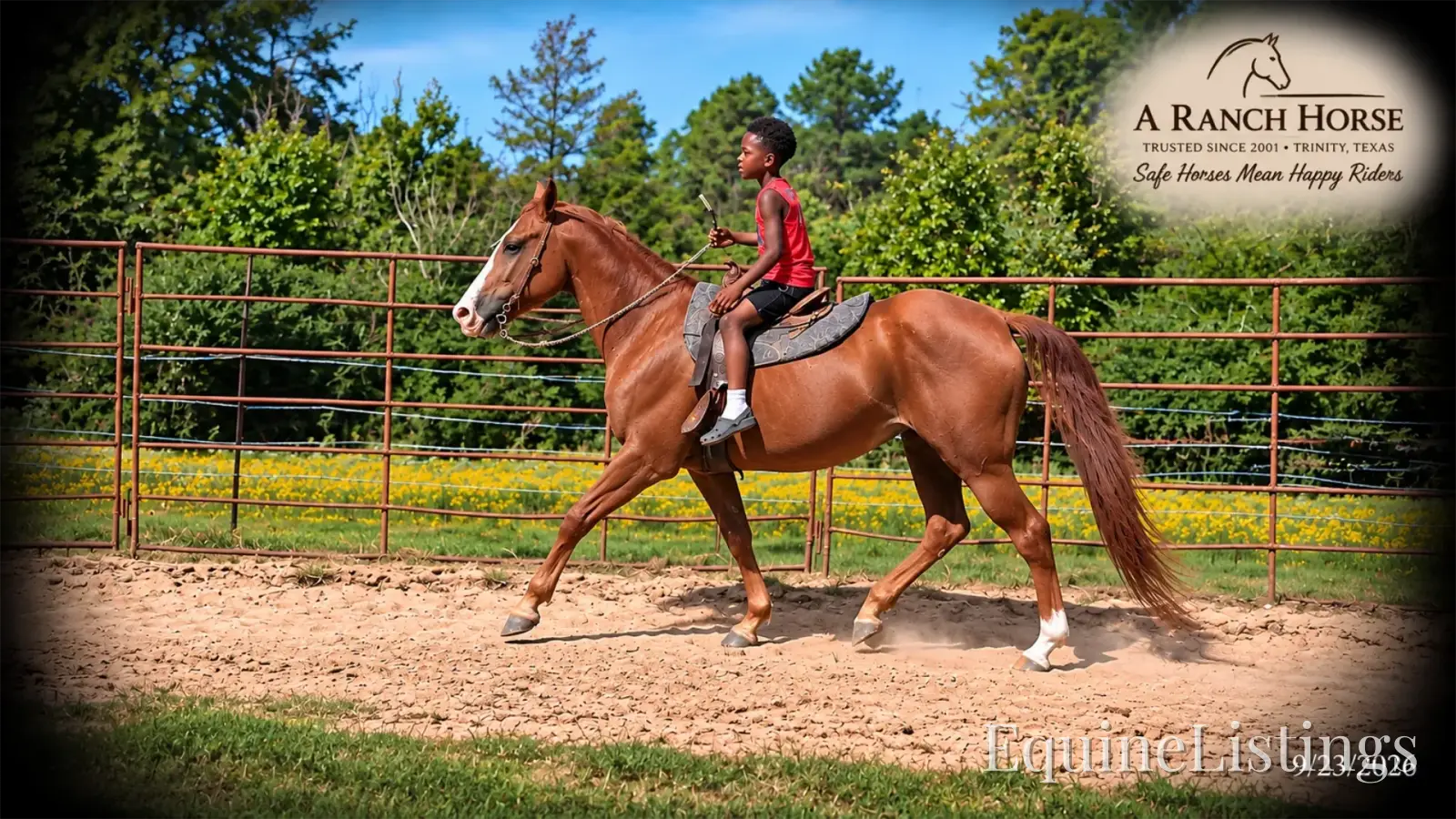 Brandy Sorrel Mare Quarter Horse - Photo 2