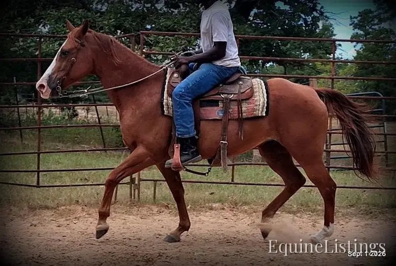 Brandy Sorrel Mare Quarter Horse - Photo 11
