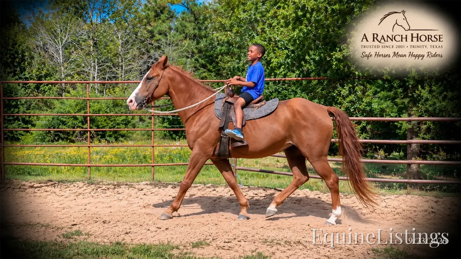 Brandy Sorrel Mare Quarter Horse - Photo 12