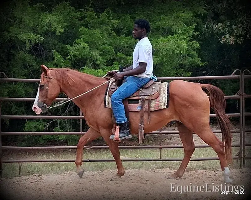 Brandy Sorrel Mare Quarter Horse - Photo 13