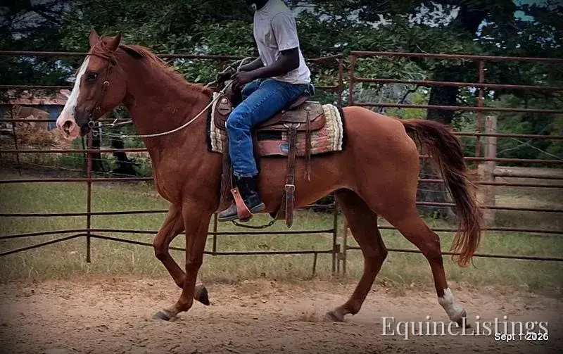 Brandy Sorrel Mare Quarter Horse - Photo 14