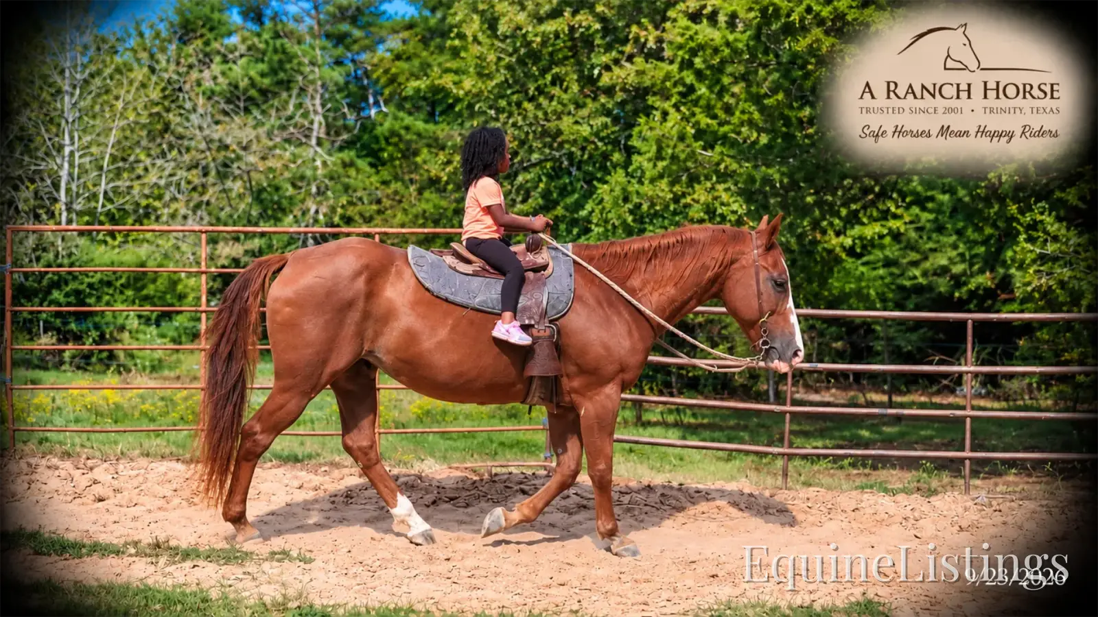 Brandy Sorrel Mare Quarter Horse - Photo 15
