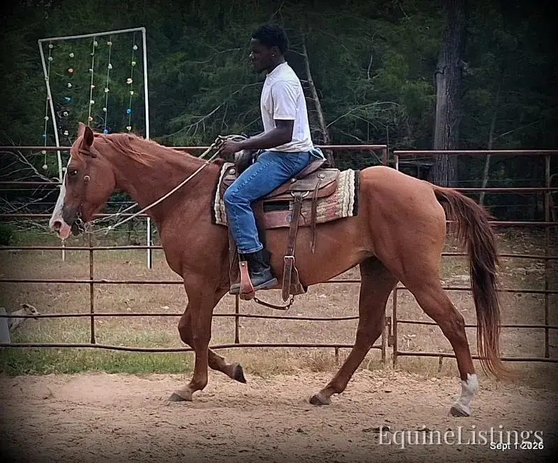 Brandy Sorrel Mare Quarter Horse - Photo 3
