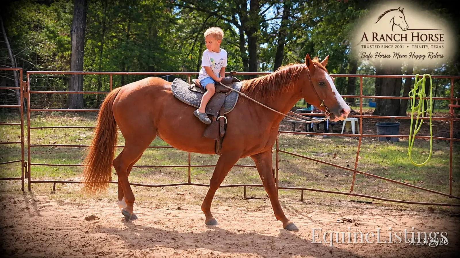 Brandy Sorrel Mare Quarter Horse - Photo 4