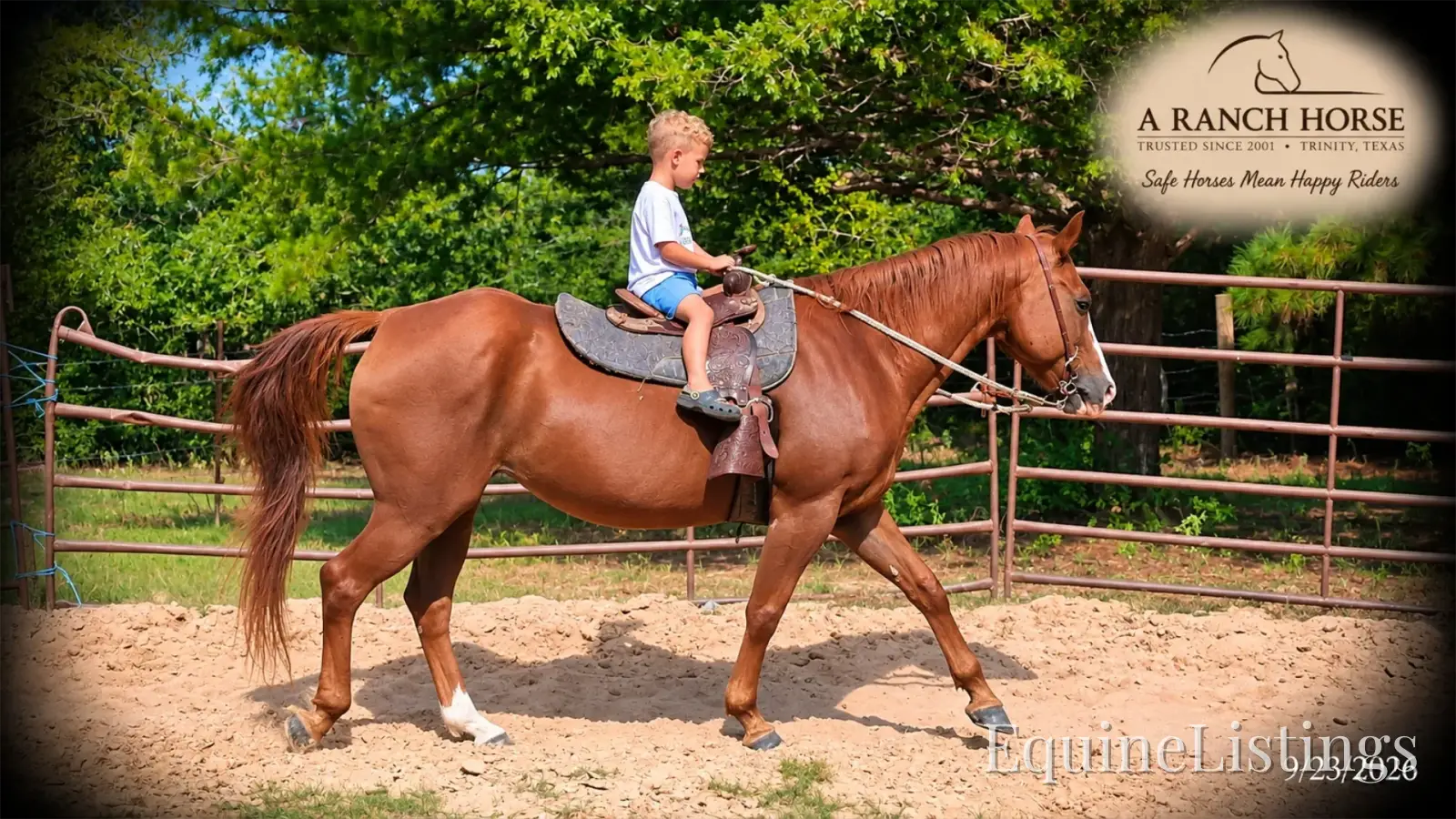 Brandy Sorrel Mare Quarter Horse - Photo 5