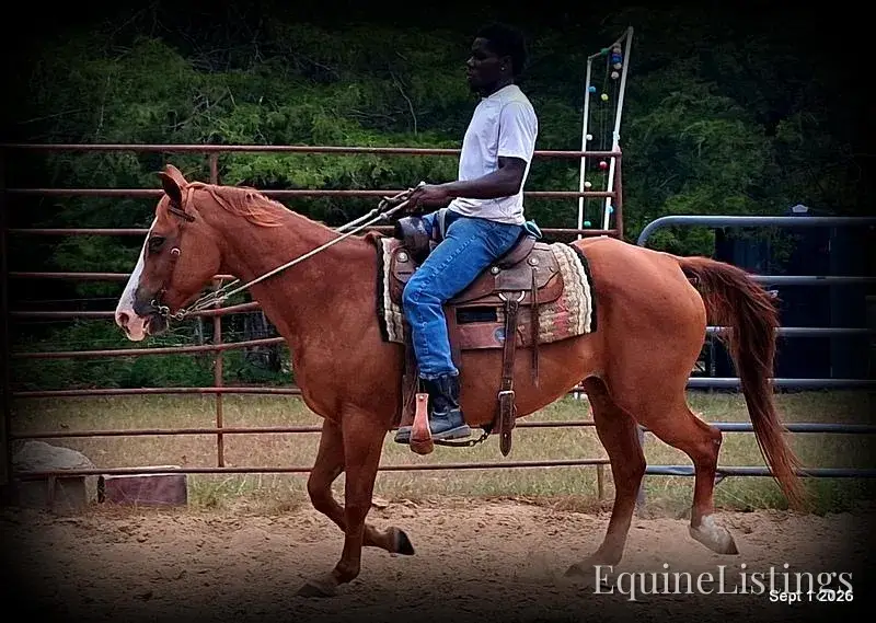 Brandy Sorrel Mare Quarter Horse - Photo 6