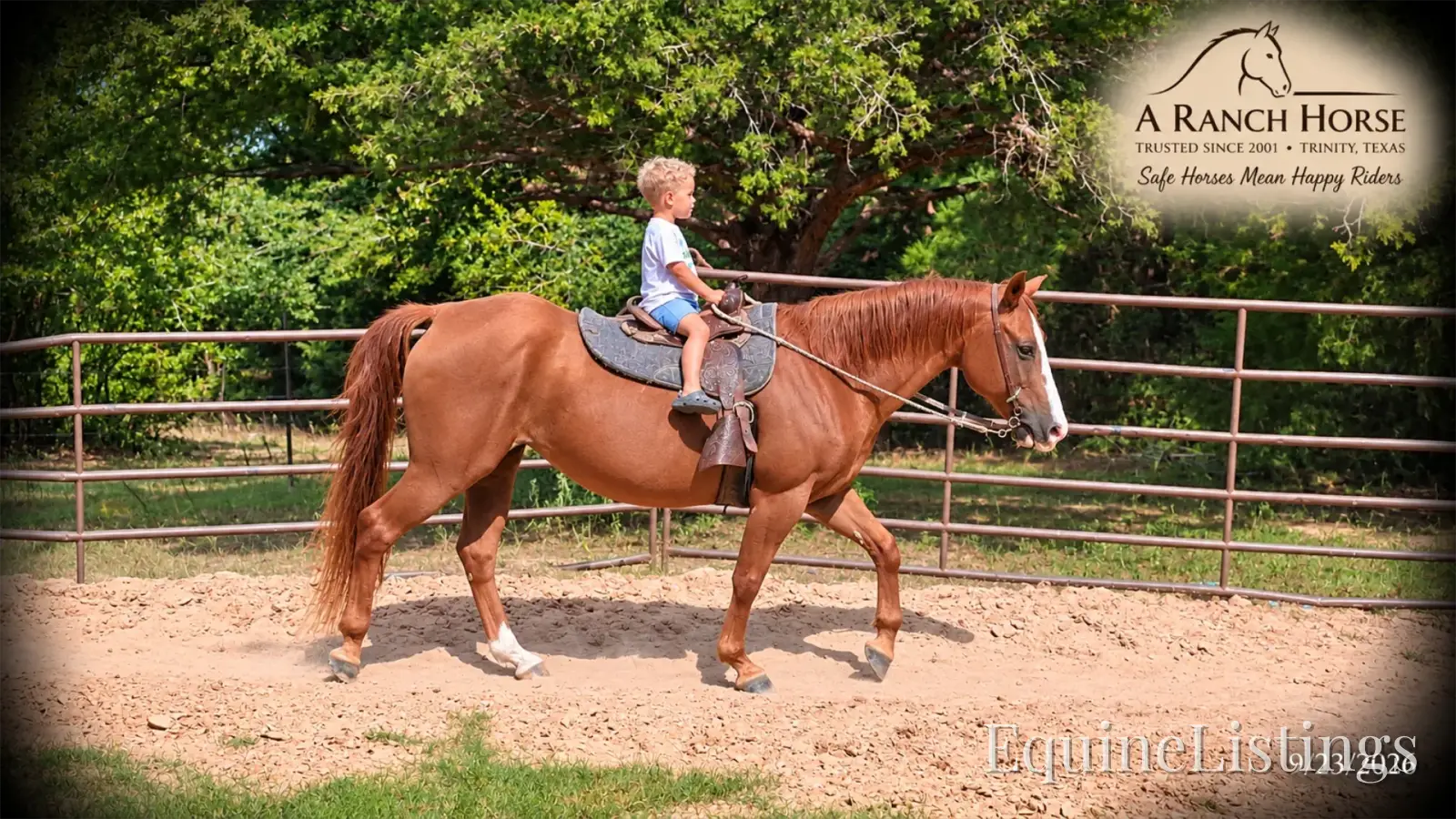 Brandy Sorrel Mare Quarter Horse