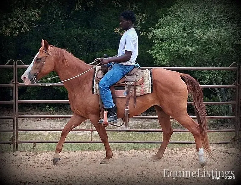 Brandy Sorrel Mare Quarter Horse - Photo 7