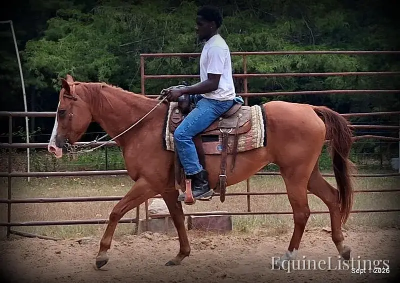 Brandy Sorrel Mare Quarter Horse - Photo 8