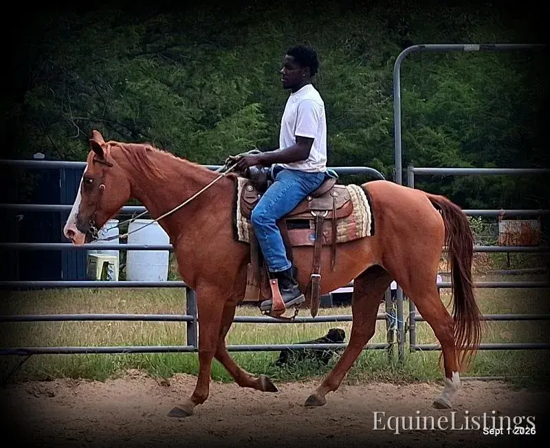 Brandy Sorrel Mare Quarter Horse - Photo 9