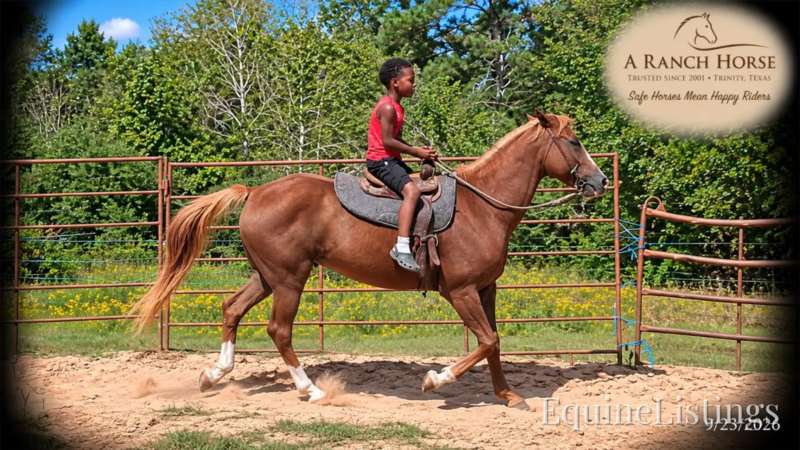 Blair Sorrel Mare Quarter Horse - Photo 11