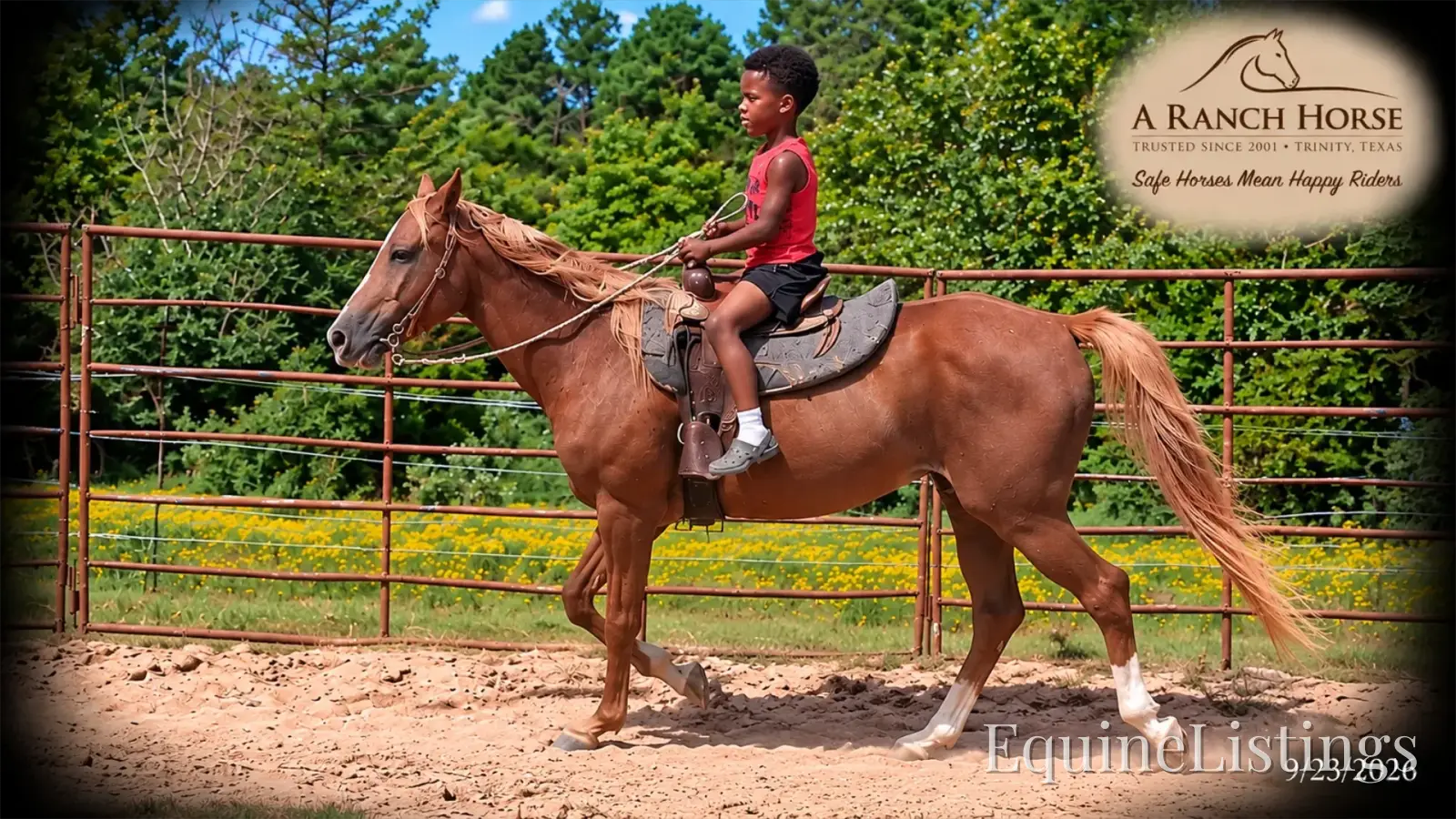 Blair Sorrel Mare Quarter Horse - Photo 12