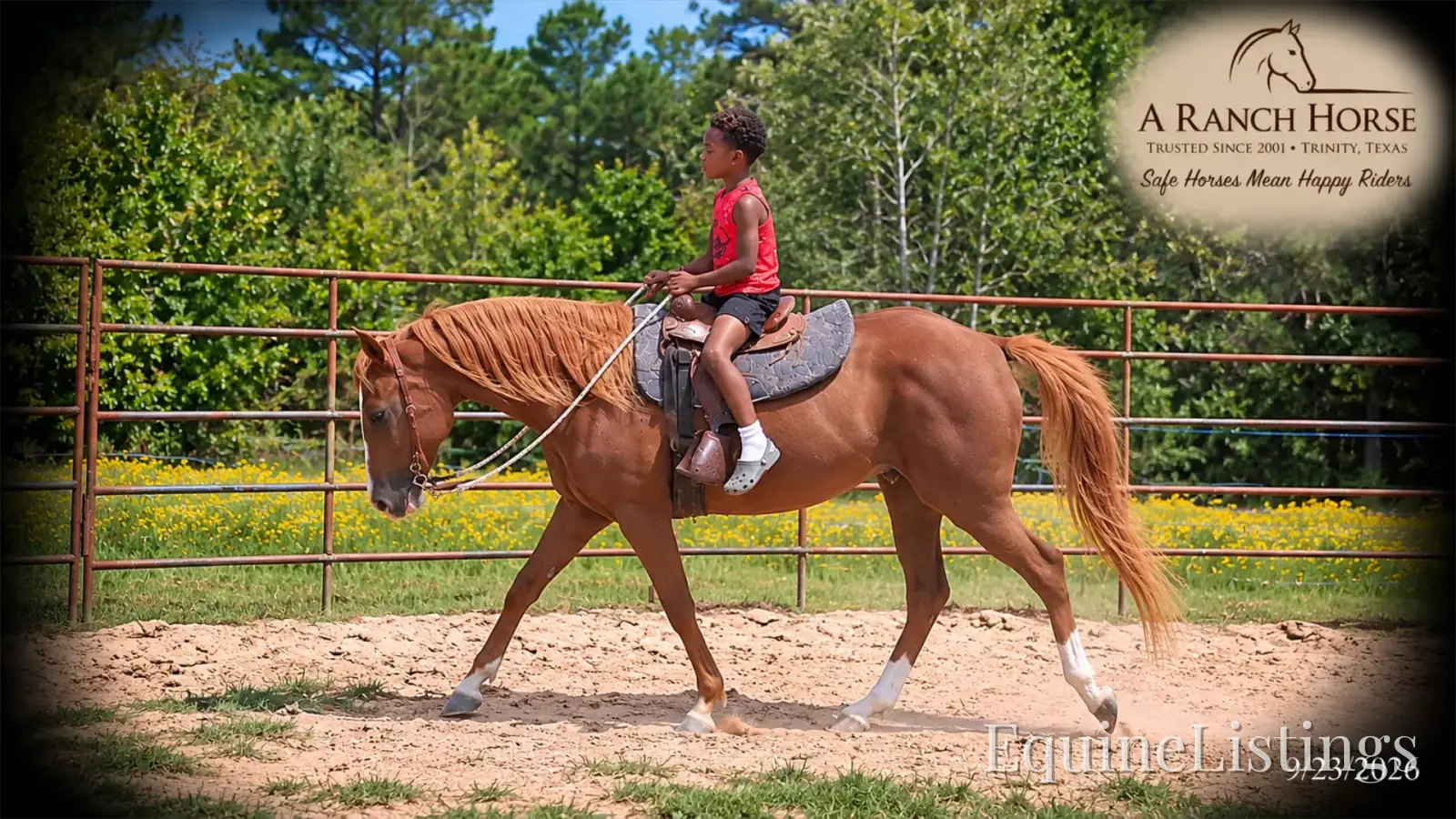 Blair Sorrel Mare Quarter Horse - Photo 2