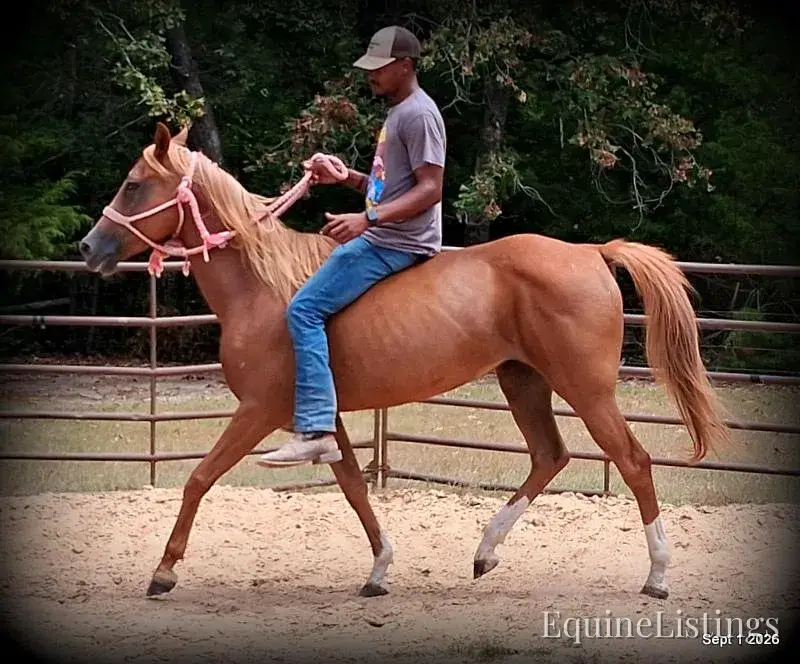 Blair Sorrel Mare Quarter Horse - Photo 3