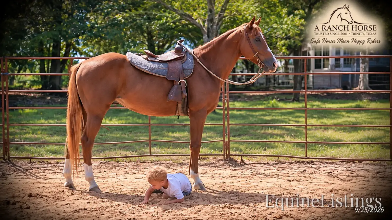 Blair Sorrel Mare Quarter Horse - Photo 4