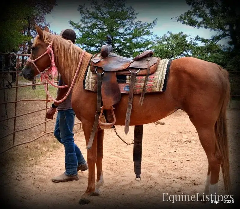 Blair Sorrel Mare Quarter Horse - Photo 8