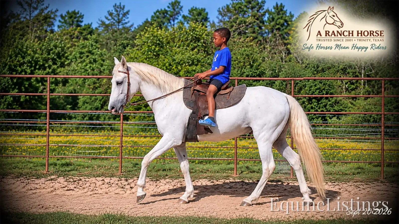 Wisp Grey Mare Paso Fino - Photo 6