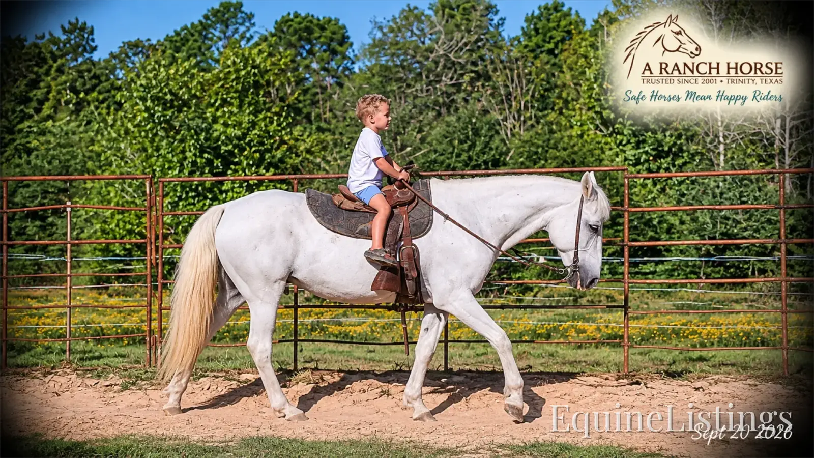 Wisp Grey Mare Paso Fino - Photo 7